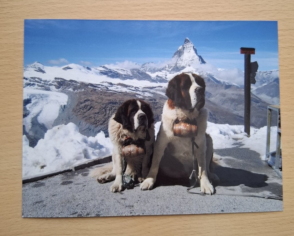 Foto van Sint Bernard honden, Verzenden, 1980 tot heden, Foto, Nieuw
