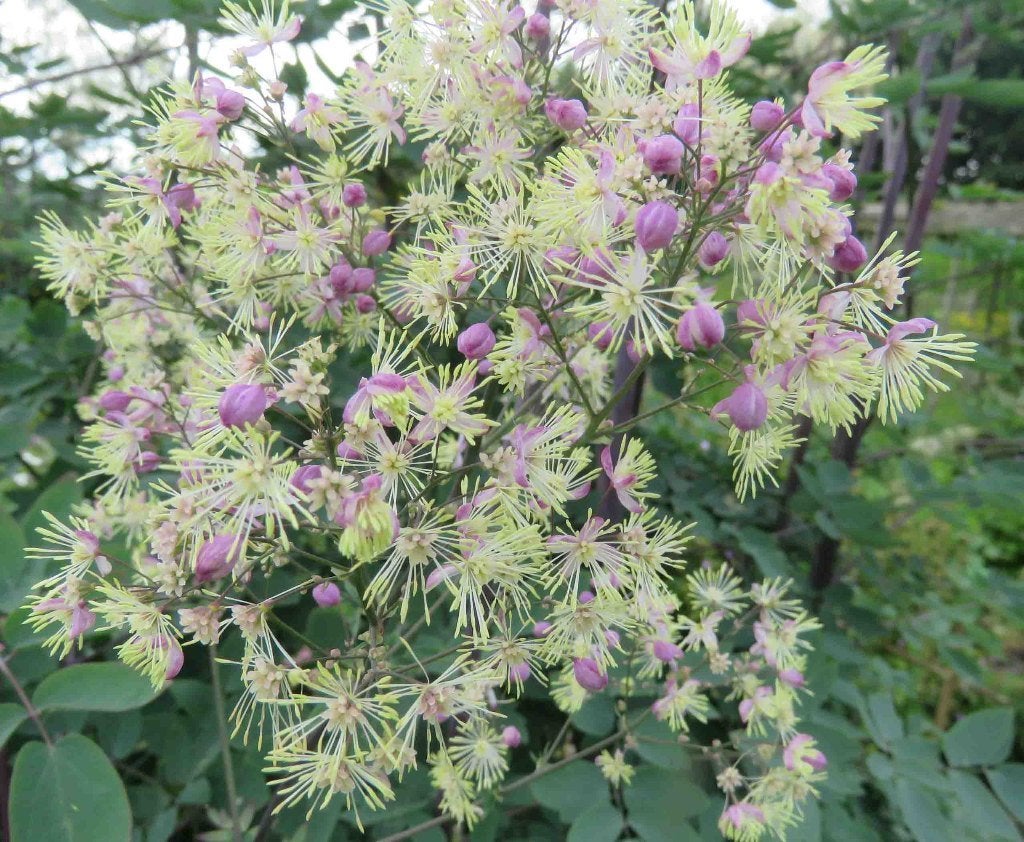 Vaste plant : Thalictrum Elin 7 euro, Volle zon, Vaste plant, Zomer, Ophalen