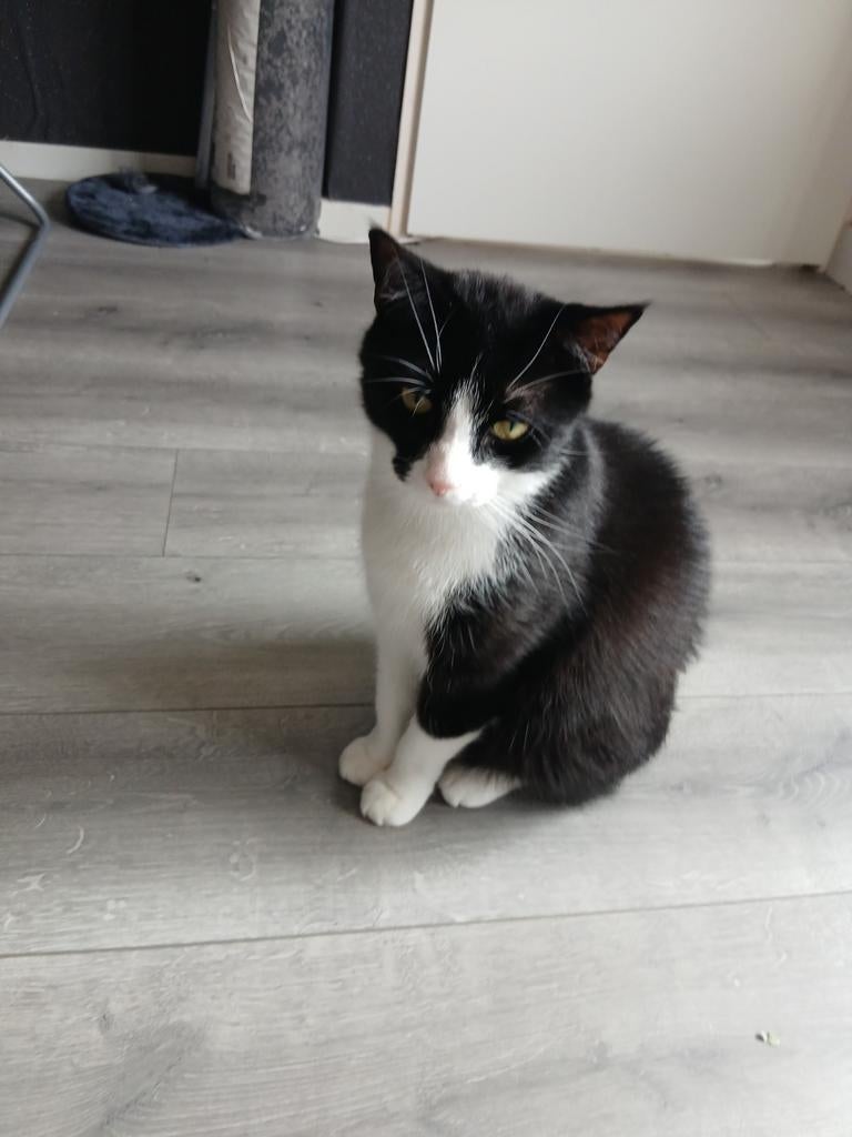 Katten zoeken een nieuw warm huisje, Dieren en Toebehoren, Katten en Kittens | Overige Katten