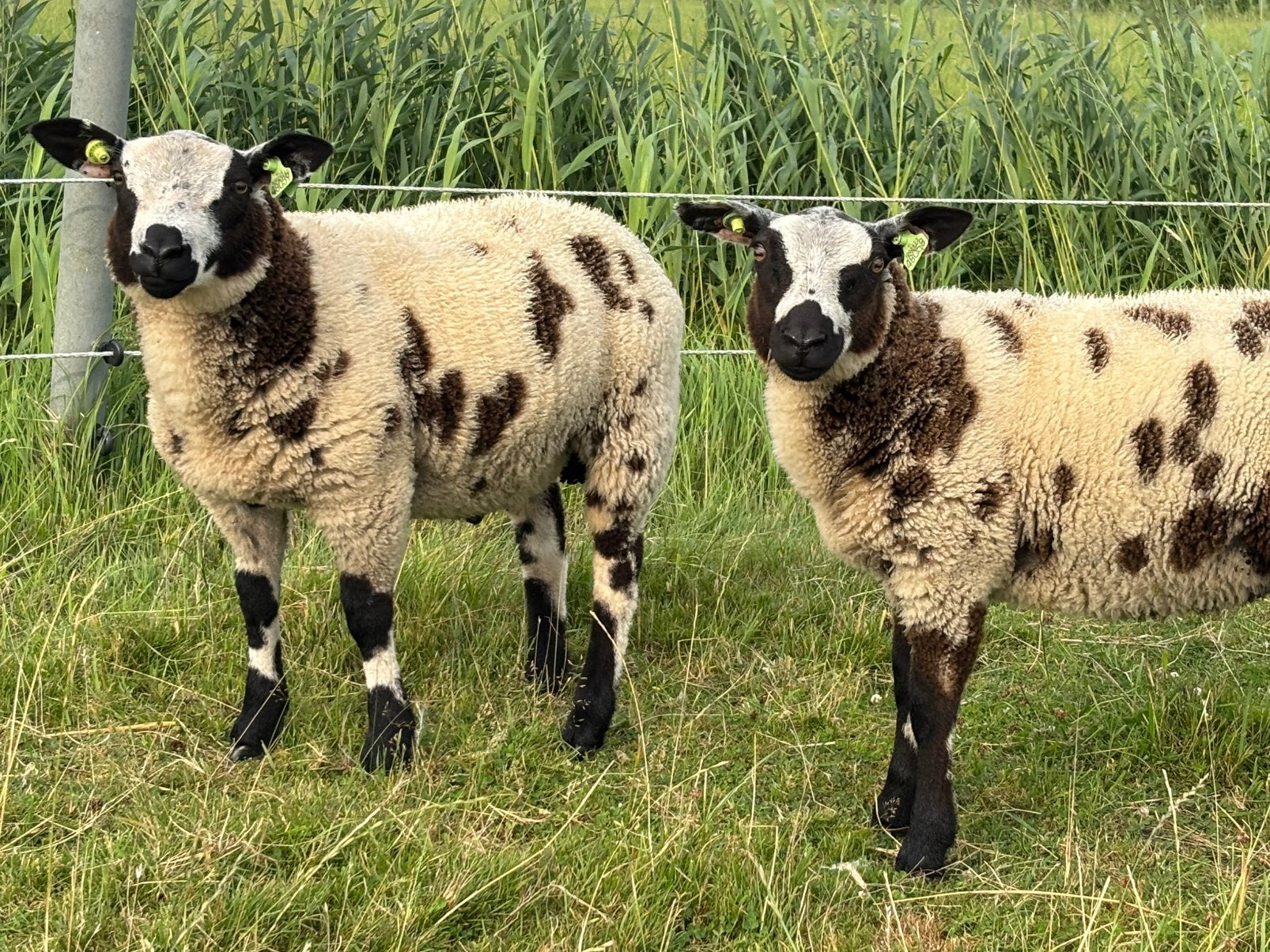 Bonte stamboek schapen, Vrouwelijk, Schaap