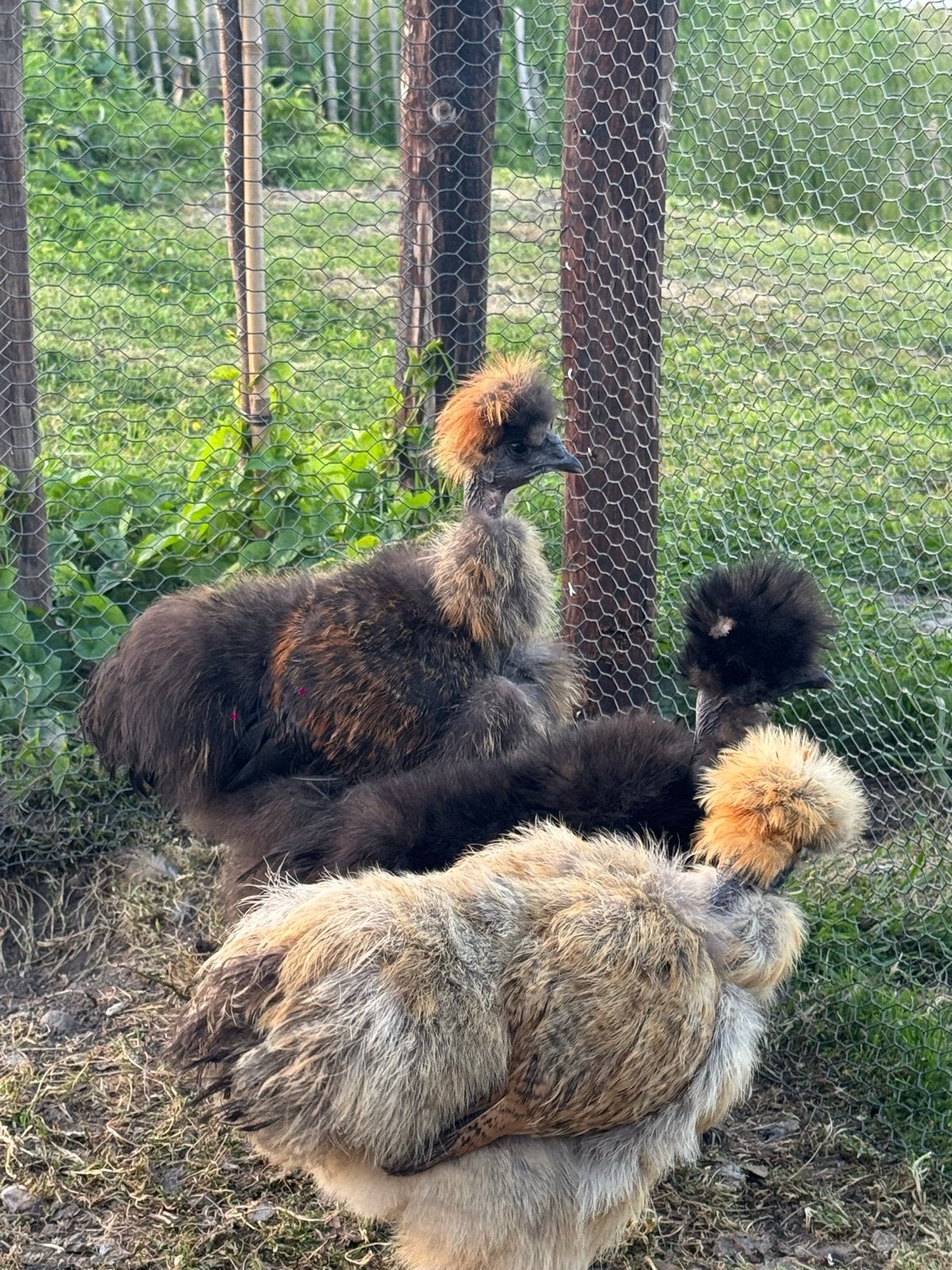 Zijdehoender naakthals haan, Dieren en Toebehoren, Mannelijk, Kip