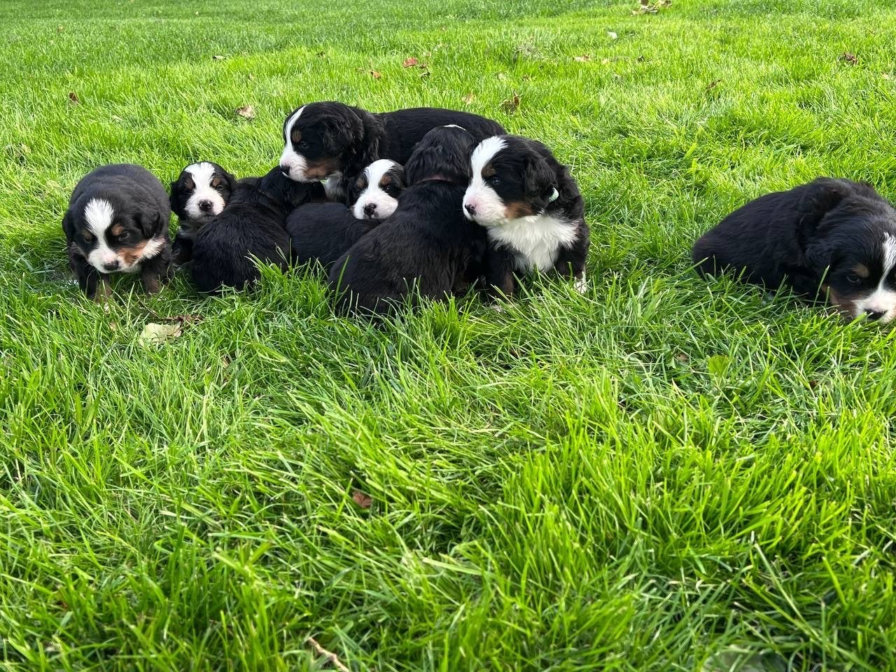 Prachtige Berner Sennen pups, Overige rassen, 8 tot 15 weken, Meerdere, Meerdere dieren
