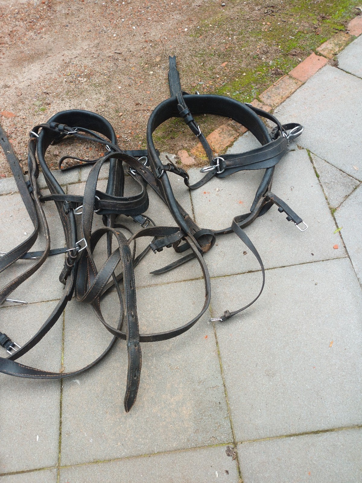 Te koop, Dieren en Toebehoren, Ophalen