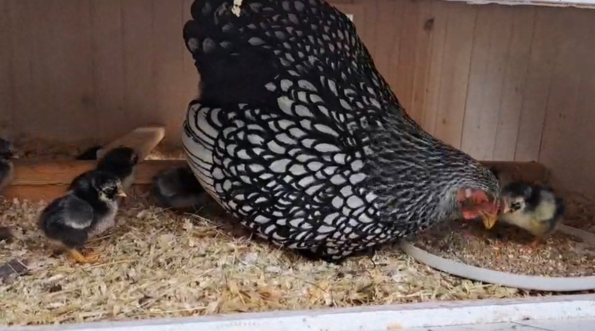Wyandotte kriel zilver zwart gezoomd makke hanen., Geslacht onbekend, Kip