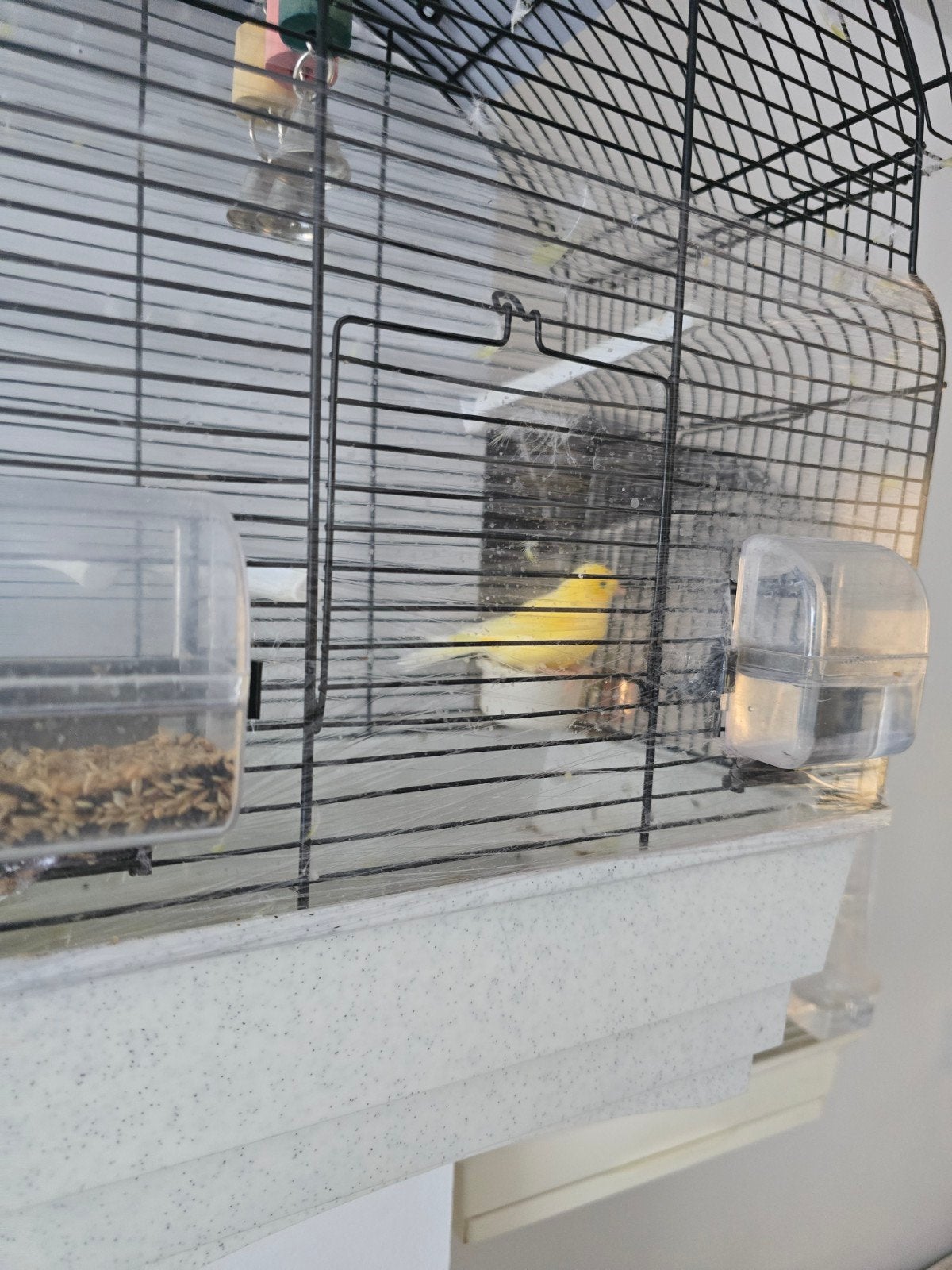 Gele kenari/ vogel zonder kooi, Dieren en Toebehoren, Mannelijk, Zangkanarie