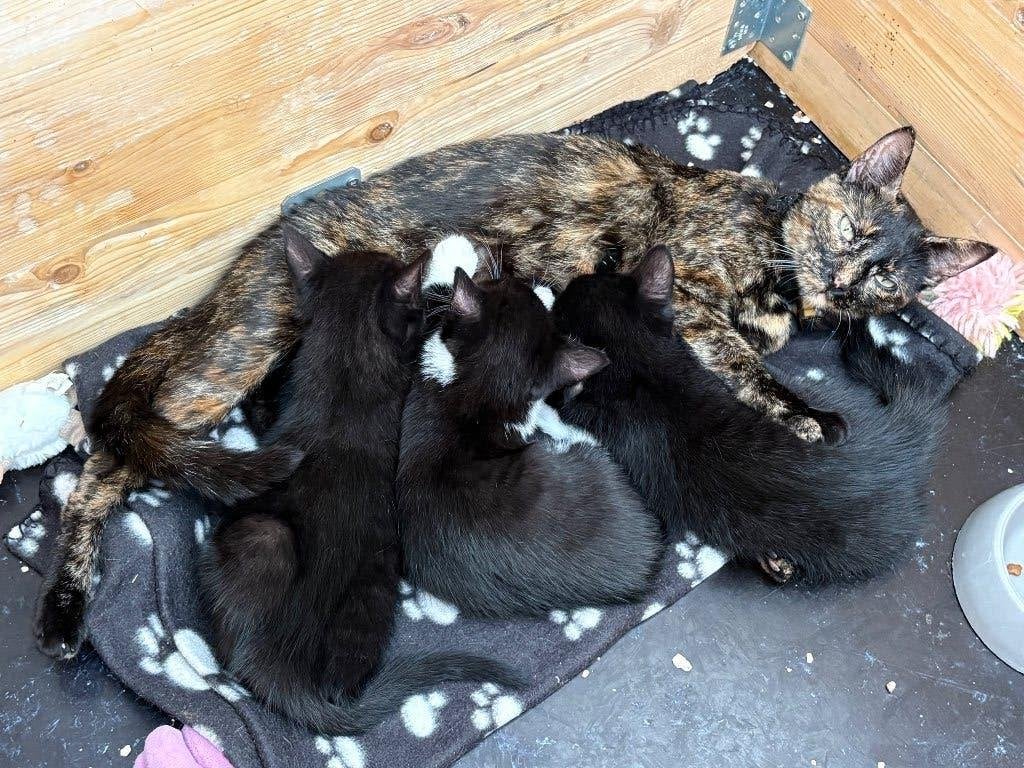Kittens 1 kater en 2 poesjes, Meerdere dieren, Kortharig, 0 tot 2 jaar