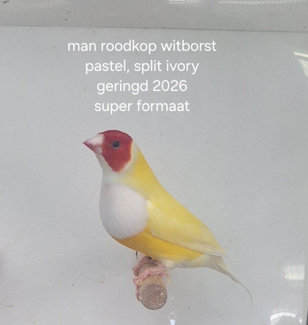 gouldamadines, Dieren en Toebehoren, Meerdere dieren, Tropenvogel