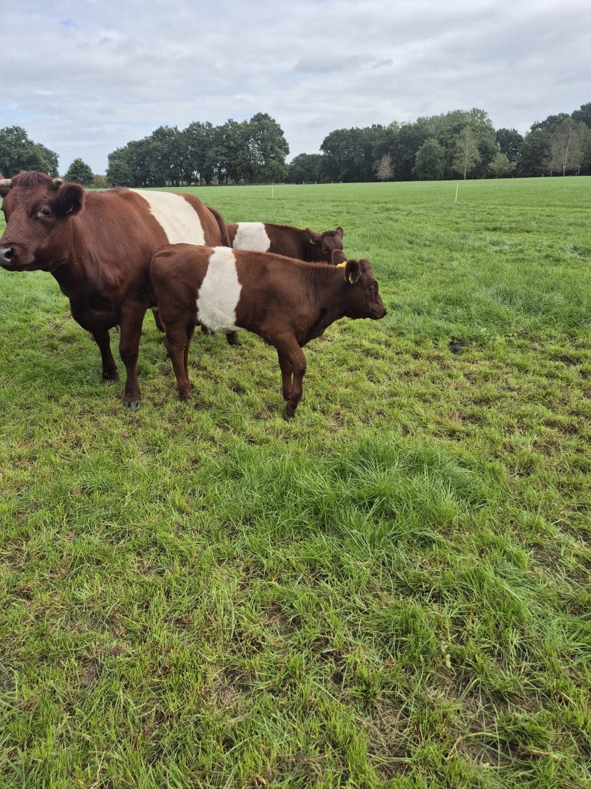 Lakenvelder koe en vaas kalf te koop, Meerdere dieren, Geit