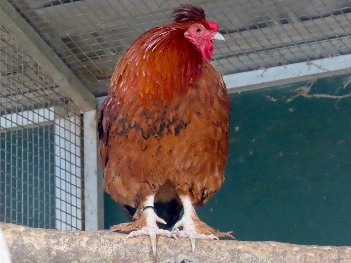Boris, leuke haan, Dieren en Toebehoren, Pluimvee, Mannelijk, Kip