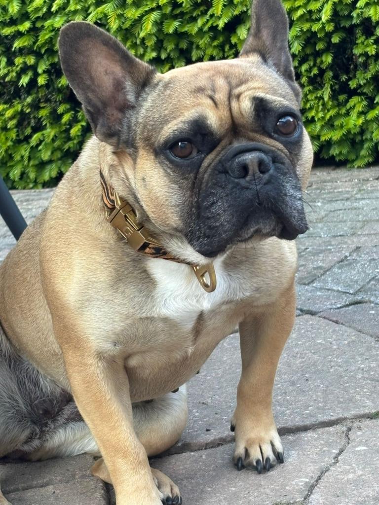 GEZOCHT dekreu franse bulldog, Dieren en Toebehoren, Honden | Bulldogs, Pinschers en Molossers, Reu, Bulldog, Eén hond, 3 tot 5 jaar