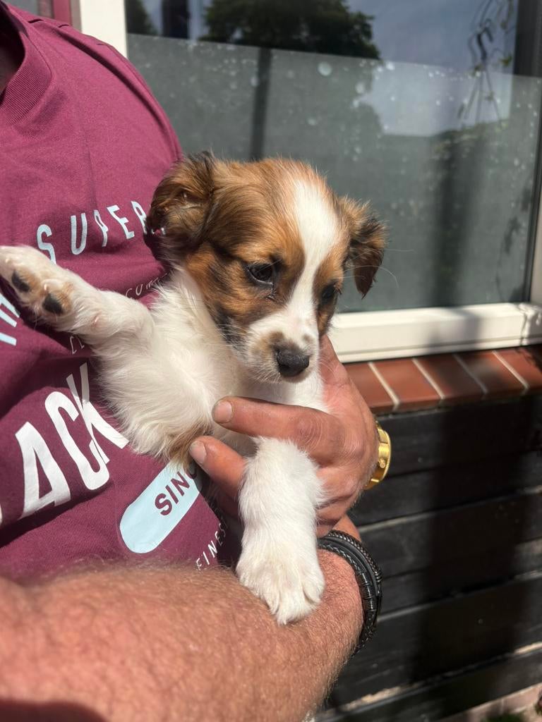 Kooiker, Reu, 8 tot 15 weken, Eén hond, Middel