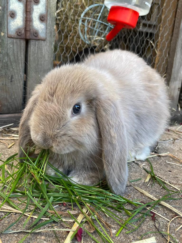 Franse hangoor konijn ram: mignon kleur, Dieren en Toebehoren, Mannelijk, Groot, Hangoor, 0 tot 2 jaar