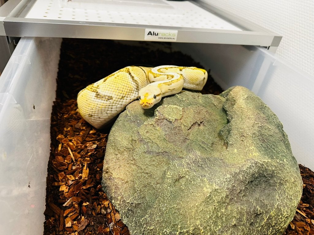 Ball Python/ Regius python0.1 LEMONBLAST DESERT GHOST (DG) Ball Python photo 3