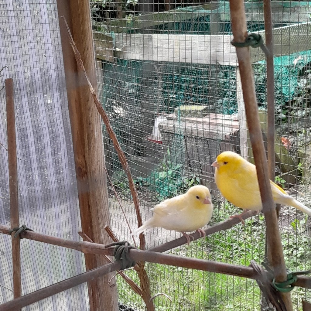 jonge kanaries licht geel, Dieren en Toebehoren, Vogels | Kanaries, Meerdere dieren, Kleurkanarie