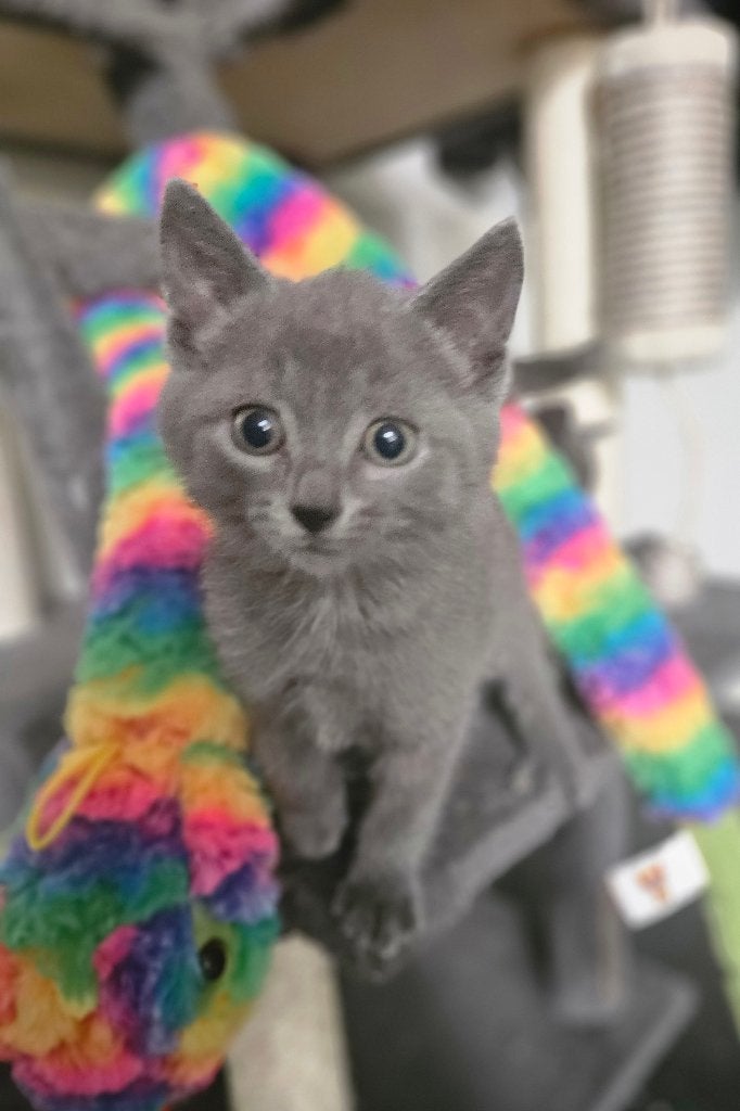 Lieve sociale kruising kittens. Britse korthaar/Blauwe Rus, Dieren en Toebehoren, Katten en Kittens | Overige Katten, Kortharig