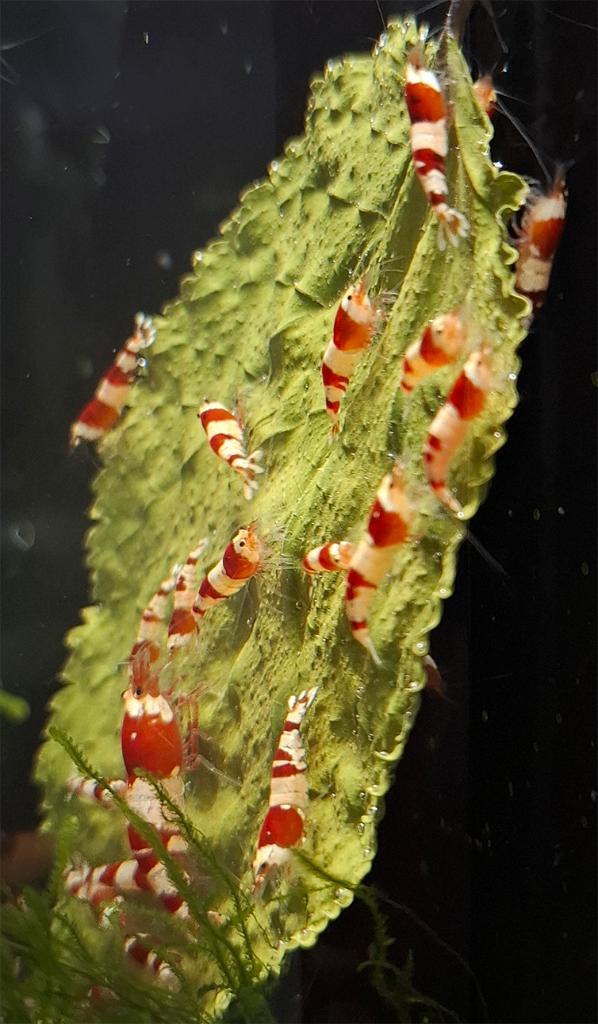 Crystalred -garnalen, Dieren en Toebehoren, Vissen | Aquariumvissen, Kreeft, Krab of Garnaal, Zoetwatervis