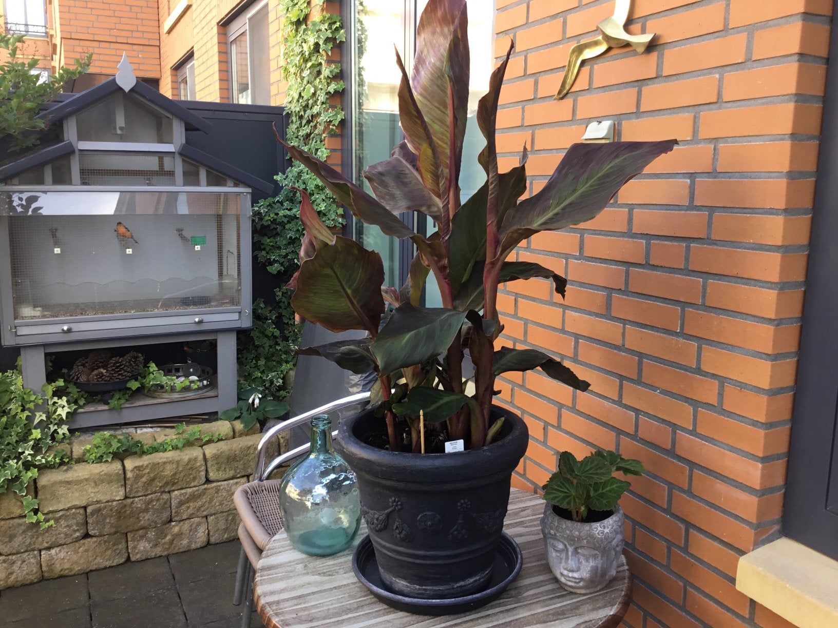 CANNA - BURDAN., Volle zon, 100 tot 250 cm, Zomer, Overige soorten