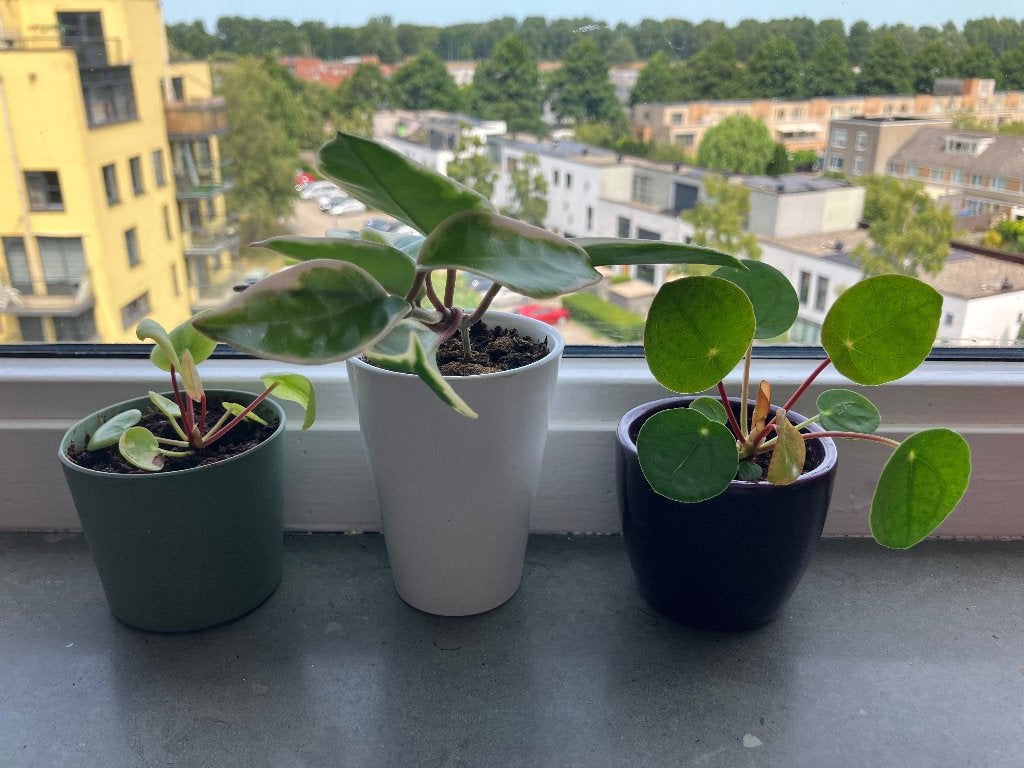 Miniplantjes inclusief sierpotje, Ophalen, Overige soorten, Halfschaduw, In pot