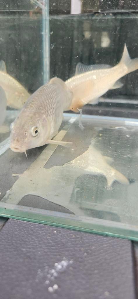 Cyprinus carpio koi karpers, Karper of Koi