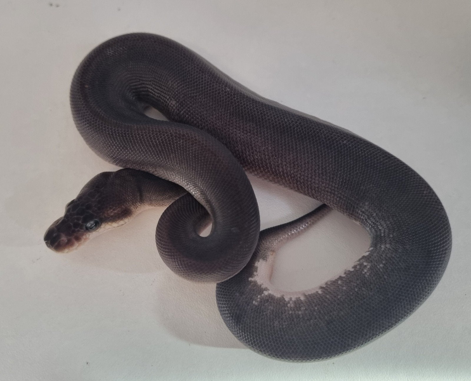 1.0 8 ball ( spotnose clown gravel ) koningspython Ball Python - male for sale from Rocking Reptiles