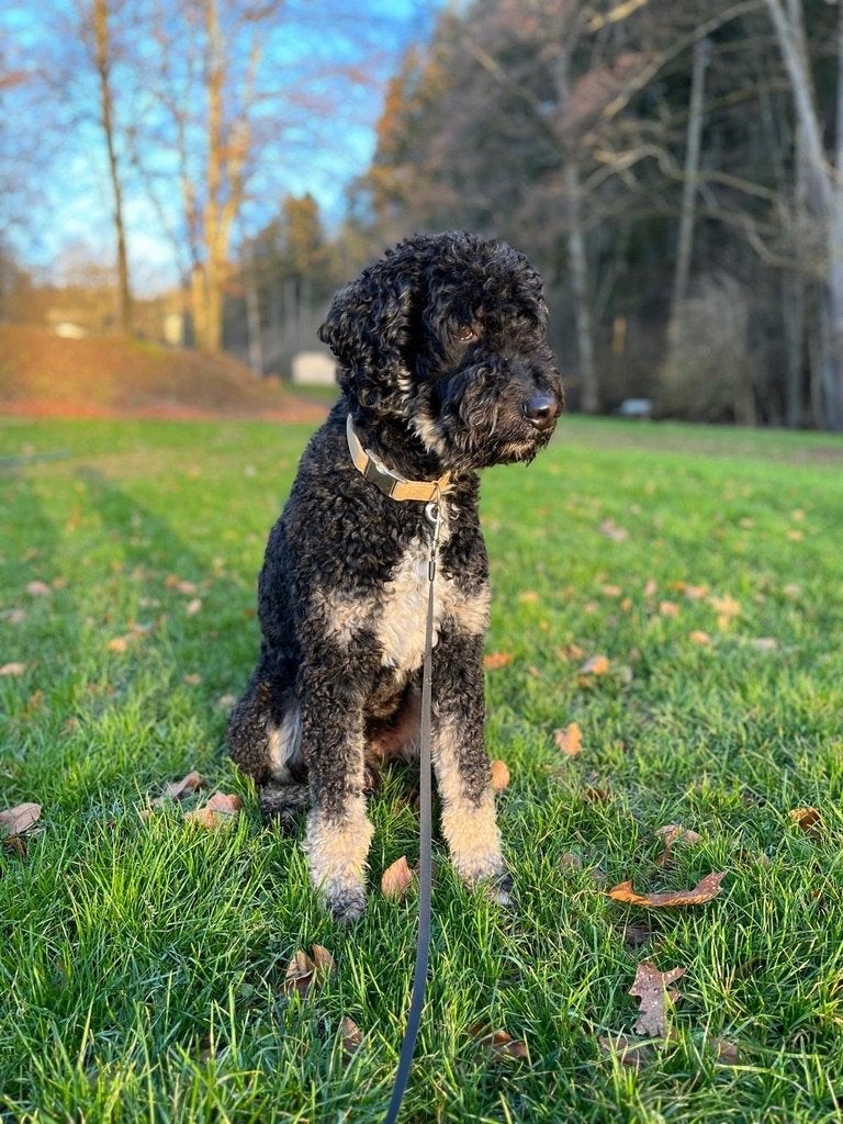 grote labradoodle met unieke tekening (dekreu), Dieren en Toebehoren, 6 jaar of ouder, Reu, Eén hond, CDV (hondenziekte)