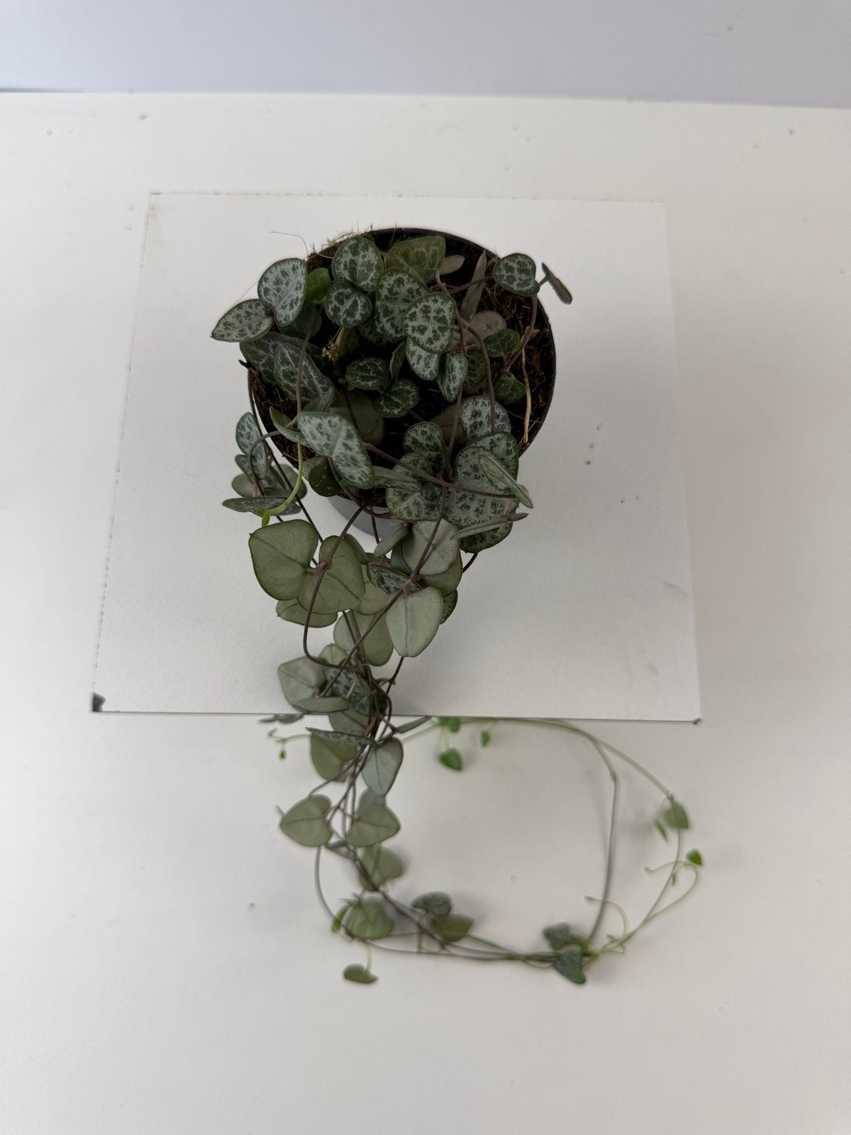 Ceropegia woodii ssp woodii - Hartjesplant - Pot 6 cm, Huis en Inrichting, Ophalen of Verzenden