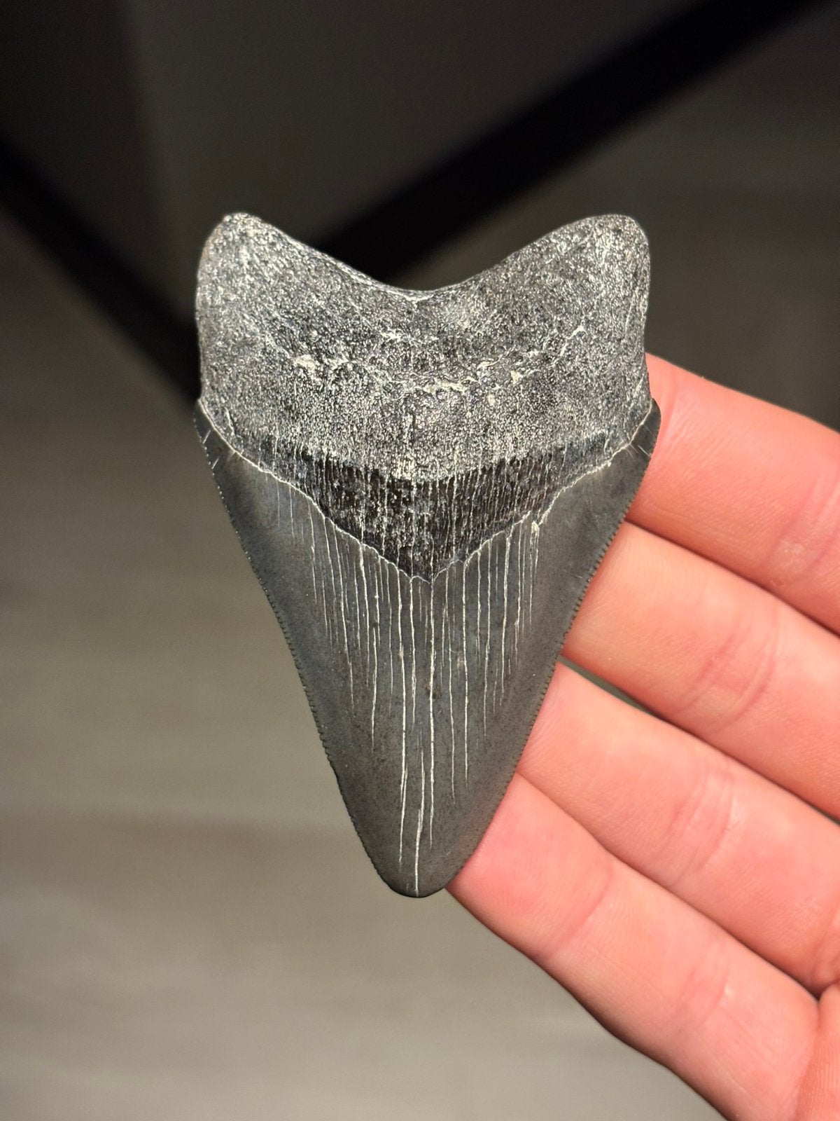 Megalodon haaientand fossiel South Carolina, Verzamelen, Ophalen of Verzenden, Fossiel