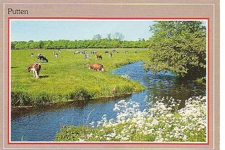 Ansichtkaart 	Putten	Koeien	langs beek, Verzenden, 1980 tot heden, Gelopen, Gelderland