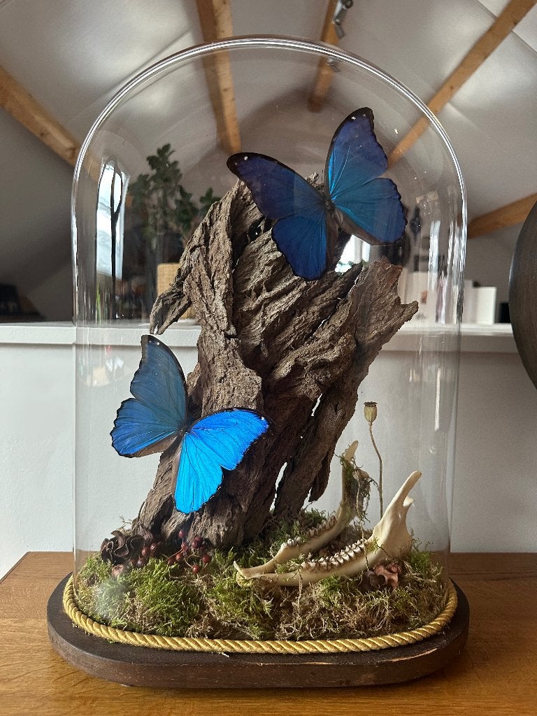 Morpho Menelaus vlinders, Ophalen