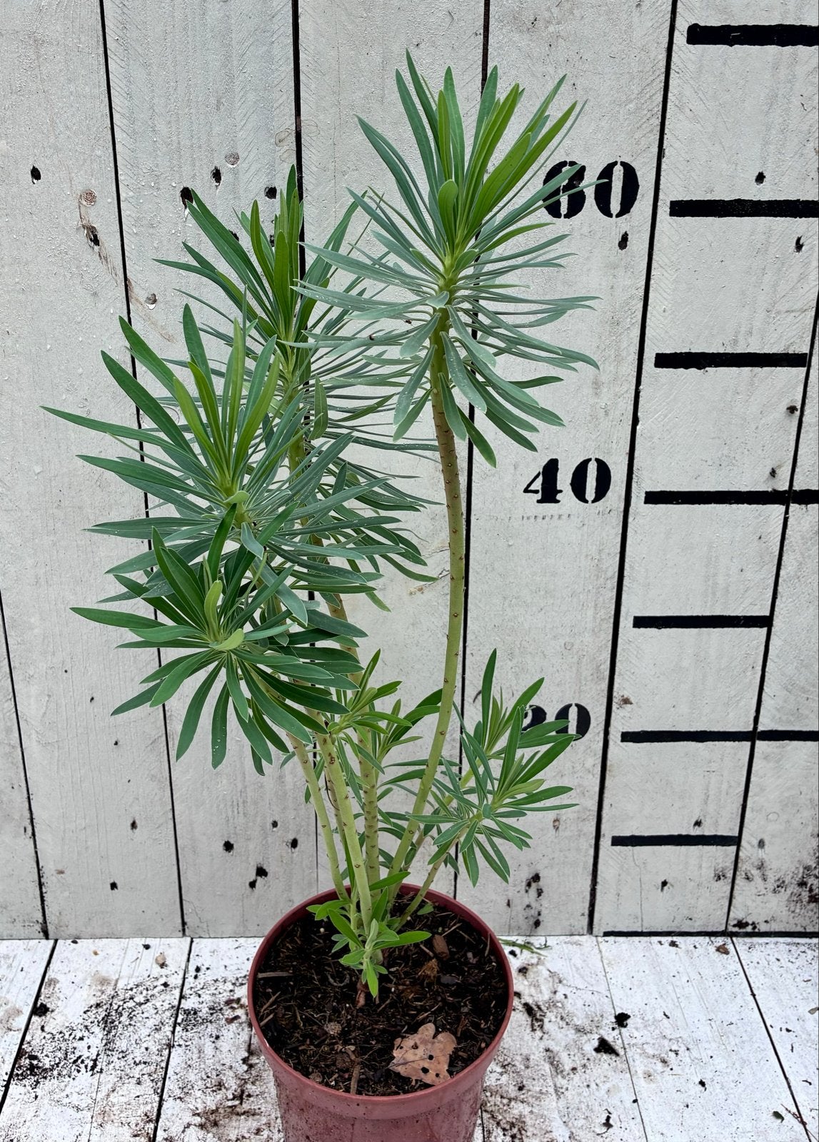Wolfsmelk (Euphorbia characias subsp. wulfenii), Tuin en Terras, Planten | Tuinplanten, Volle zon, Vaste plant, Lente, Ophalen