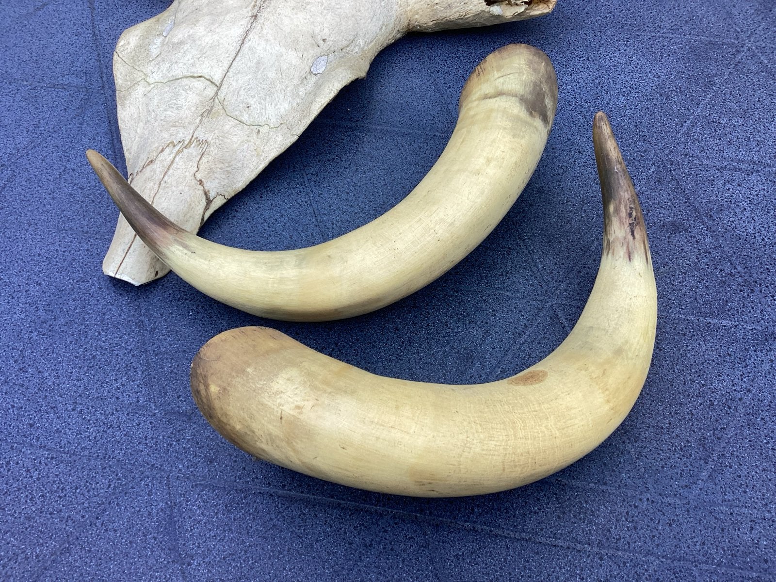Runderschedel met hoorns - Decoratief object, Ophalen, Gebruikt, Boerderijdier, Schedel