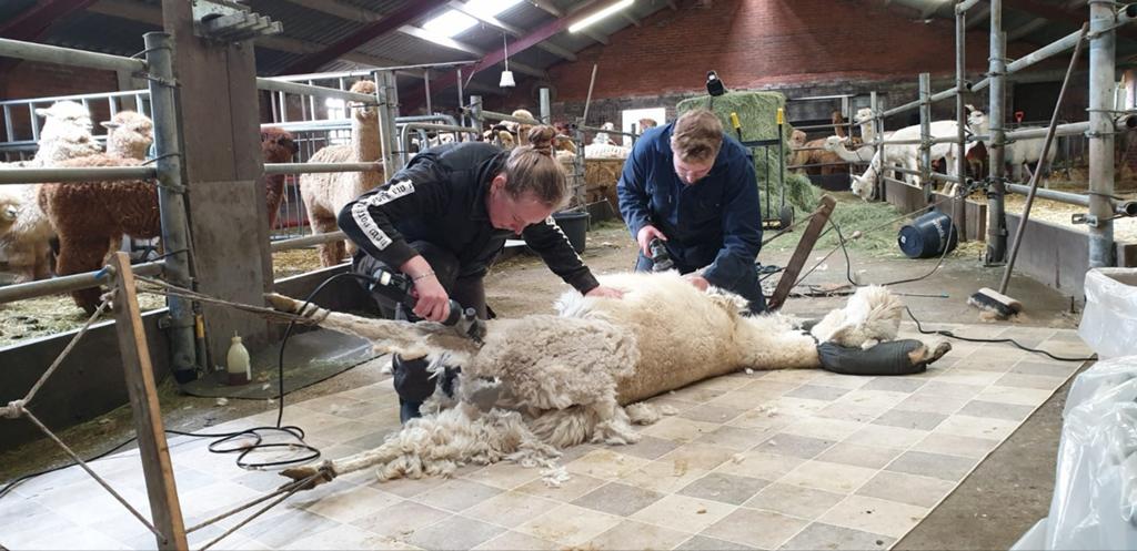 Scheerservice alpaca's, Komt aan huis, Verzorging