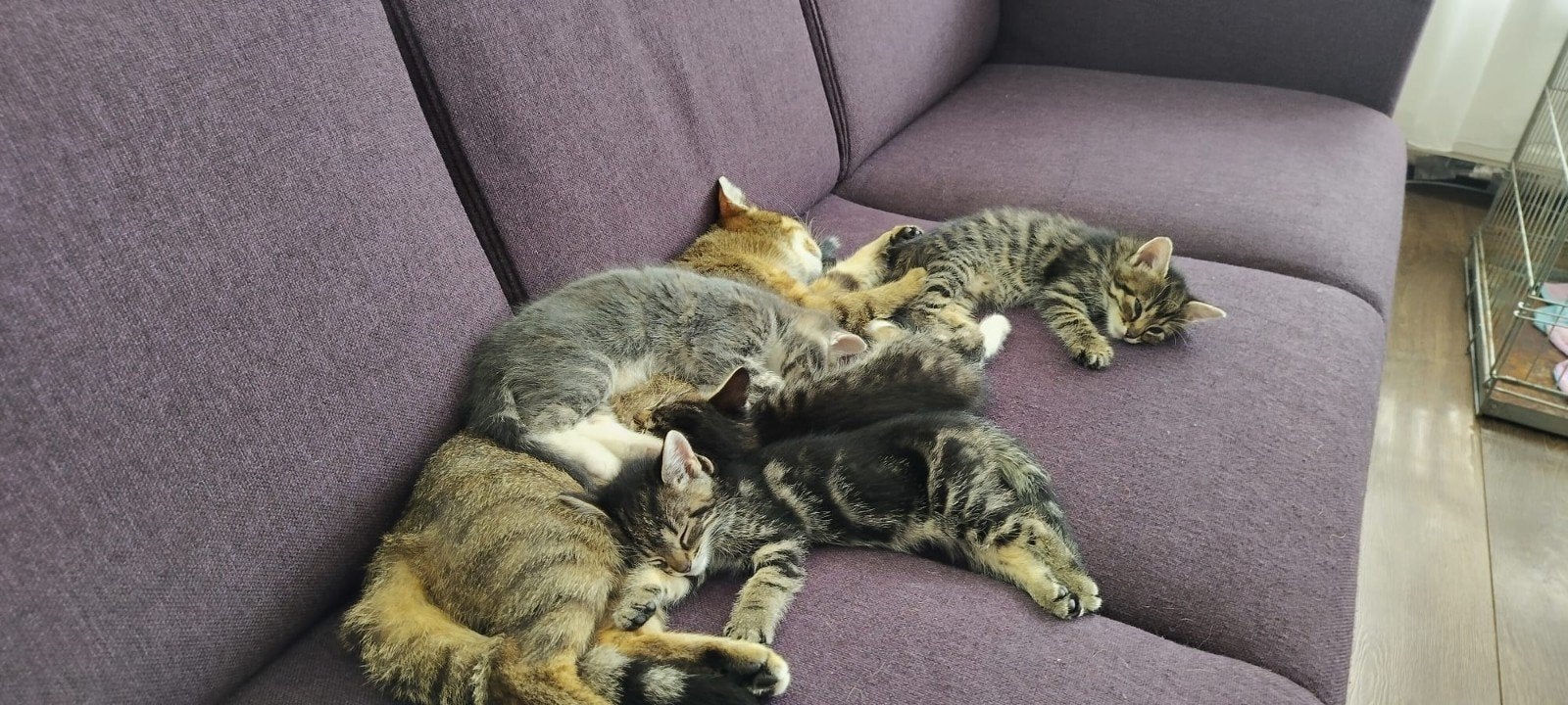 3 jonge kittens, Dieren en Toebehoren, Katten en Kittens | Overige Katten, Poes