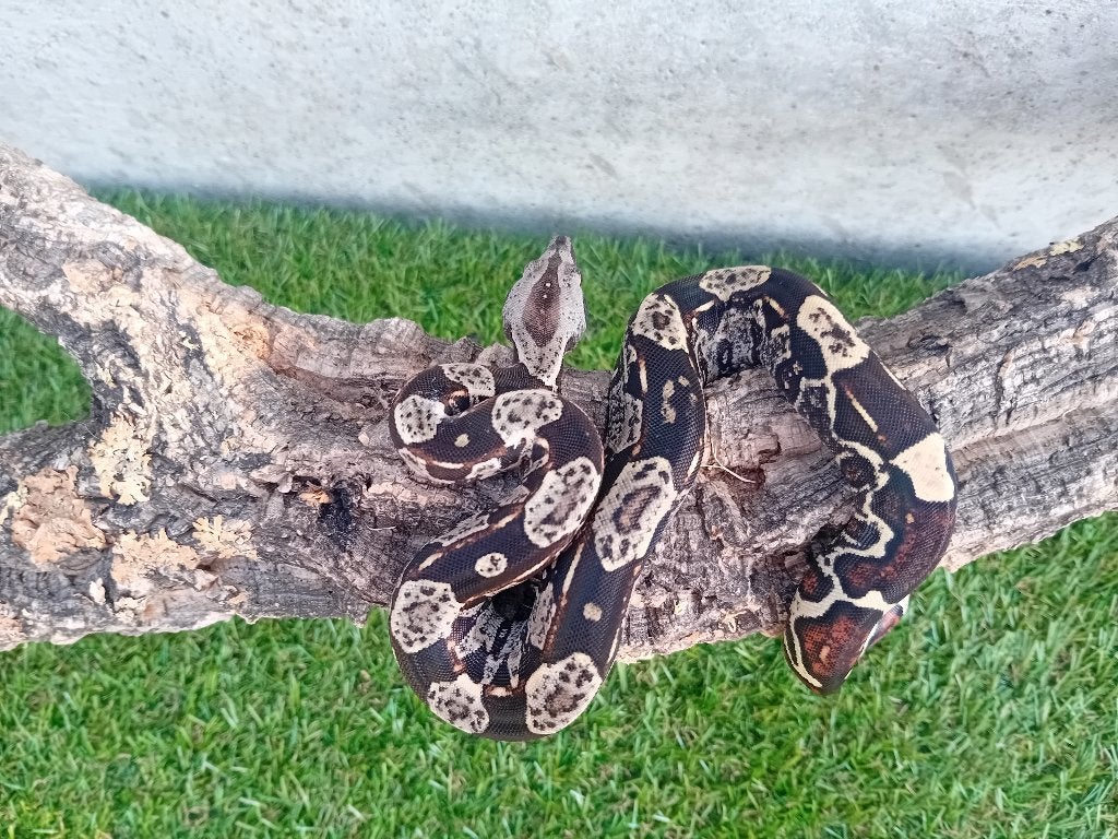 NK jonge boa constrictor imperator, Dieren en Toebehoren, Reptielen en Amfibieën, Slang, Tam, 0 tot 2 jaar