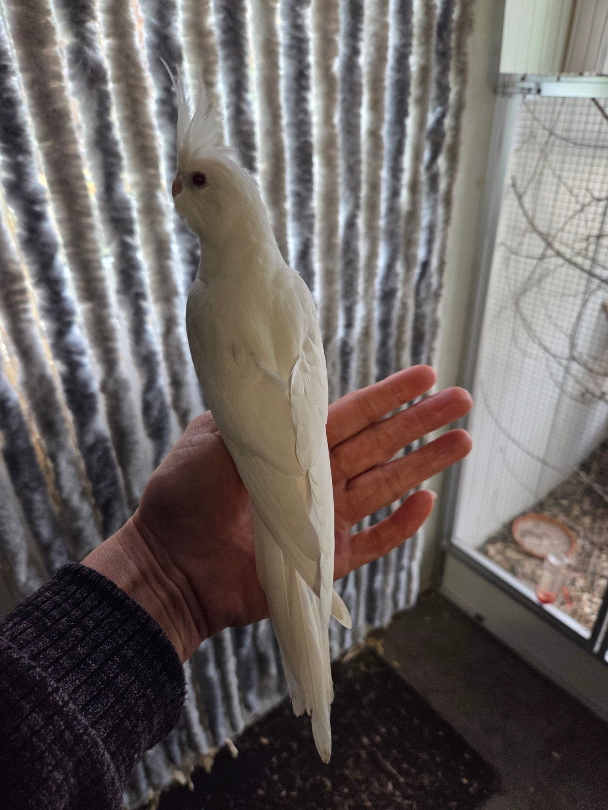 Witte valkparkiet, Dieren en Toebehoren, Geslacht onbekend, Parkiet