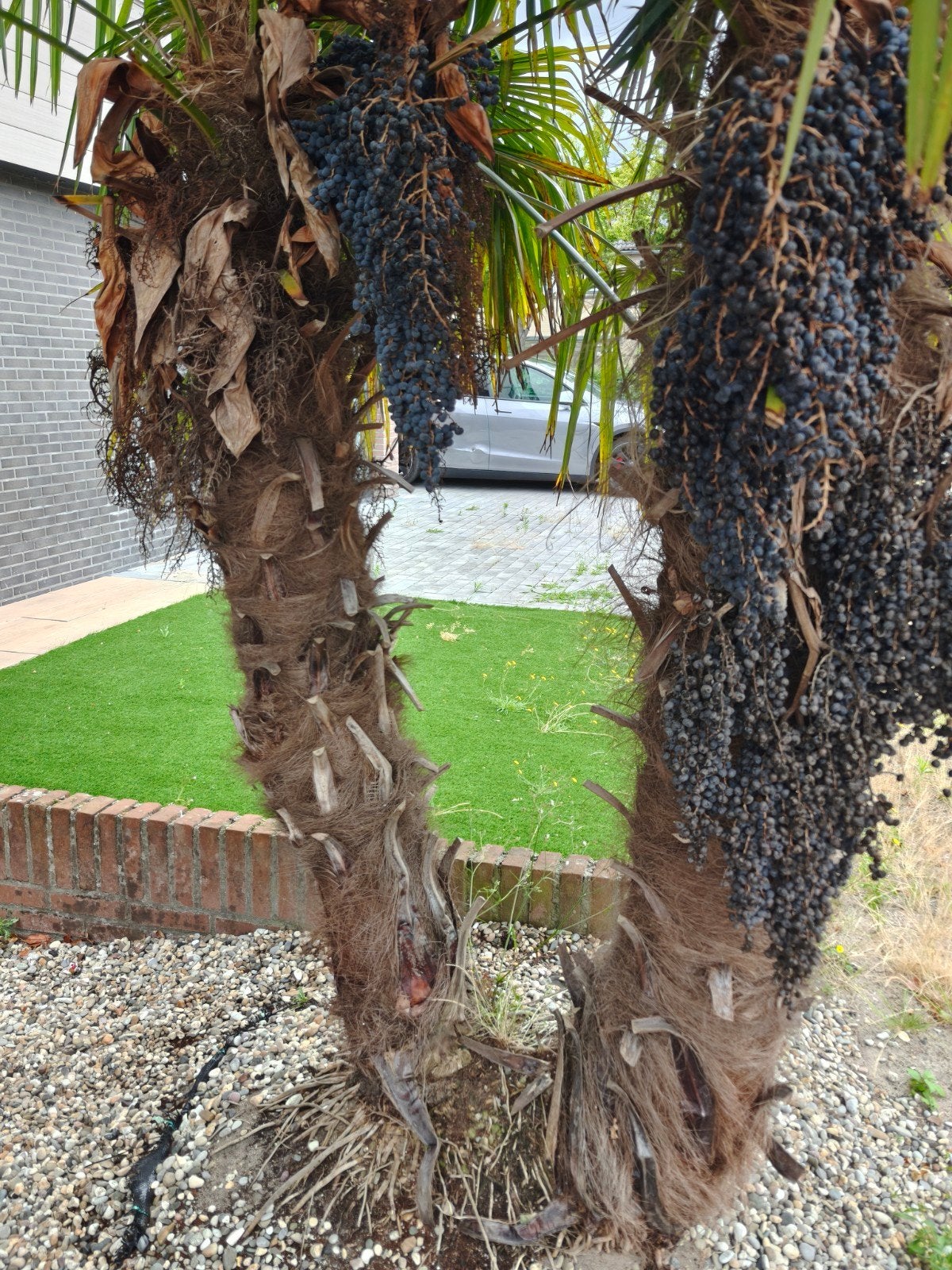 Winterharde Palmboom (Trachycarpus Fortunei), Tuin en Terras, Ophalen, Overige soorten, Halfschaduw