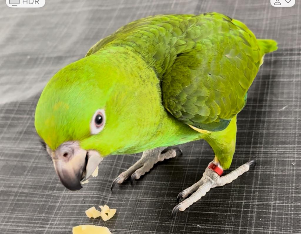 Amazone Geelnek genaamd Çakır (inc. kooi eventueel), Dieren en Toebehoren, Vogels | Parkieten en Papegaaien, Mannelijk, Papegaai