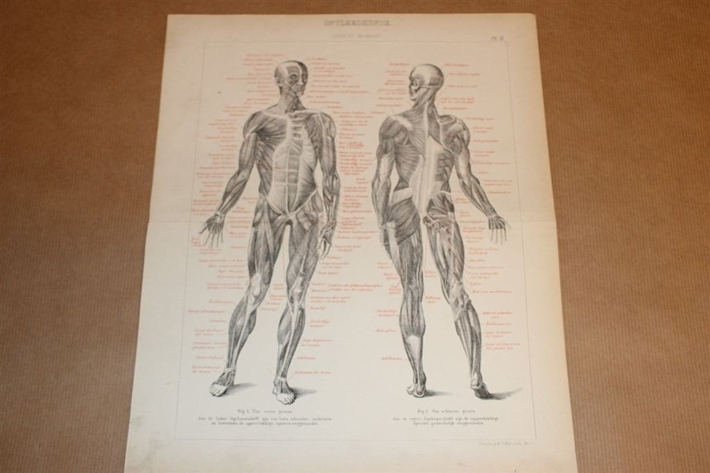 Antieke anatomische prent - Spieren v/d mens - 1875 !!, Verzamelen, Foto's en Prenten, Ophalen of Verzenden, Voor 1940, Zo goed als nieuw