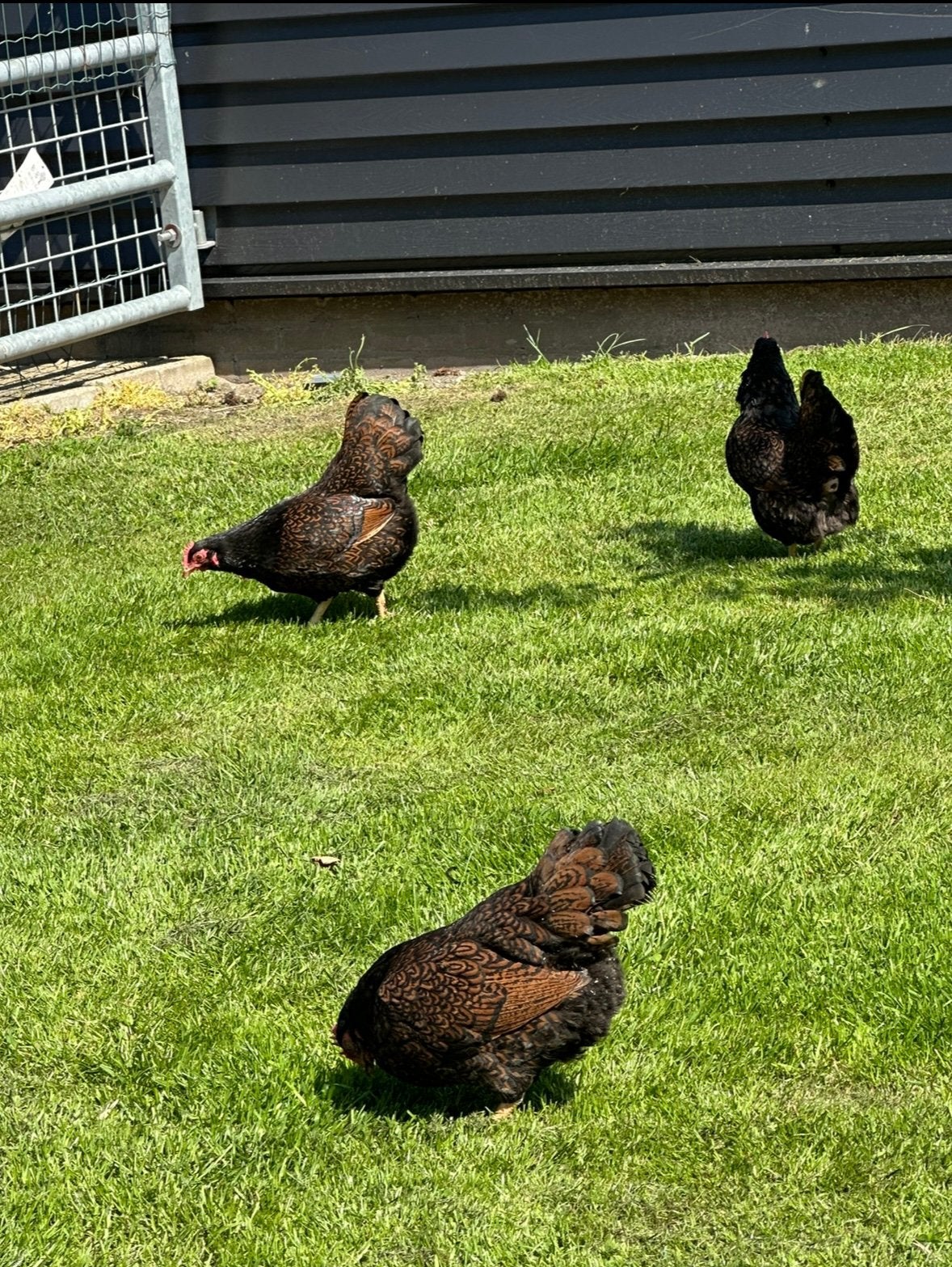 Barnevelder Dubbelgezoomd Kriel, Vrouwelijk, Kip