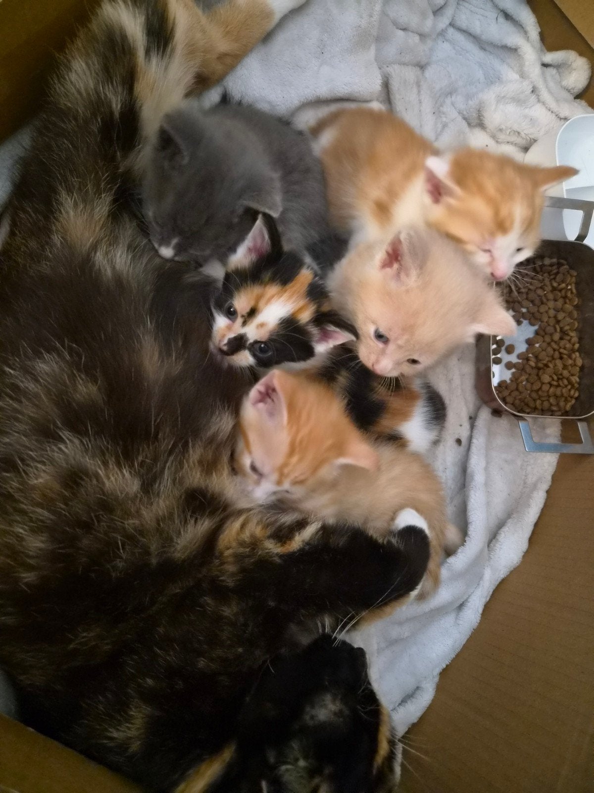 5 half ragdoll mix met Europese korthaar