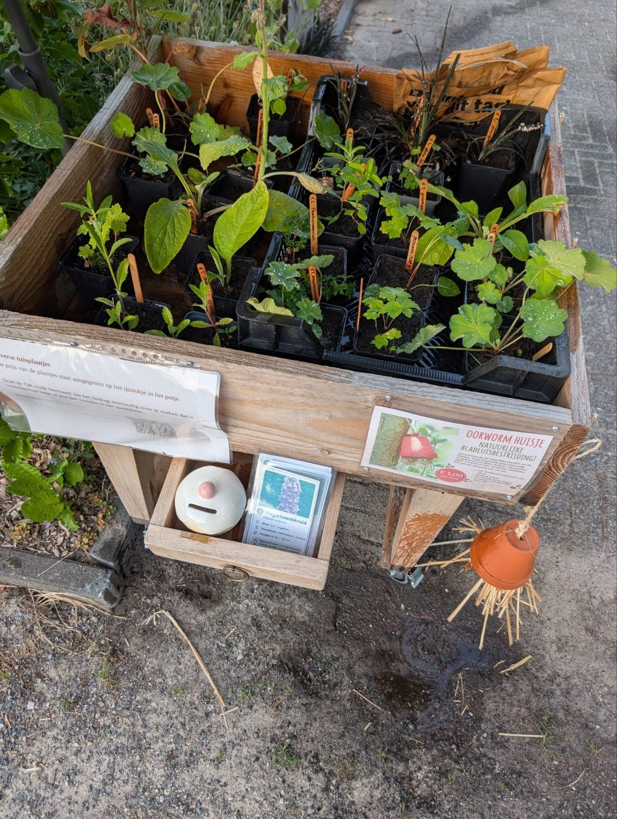 Leuke planten tafeltje met vaste plantjes aan de weg, Ophalen, Overige soorten, Volle zon