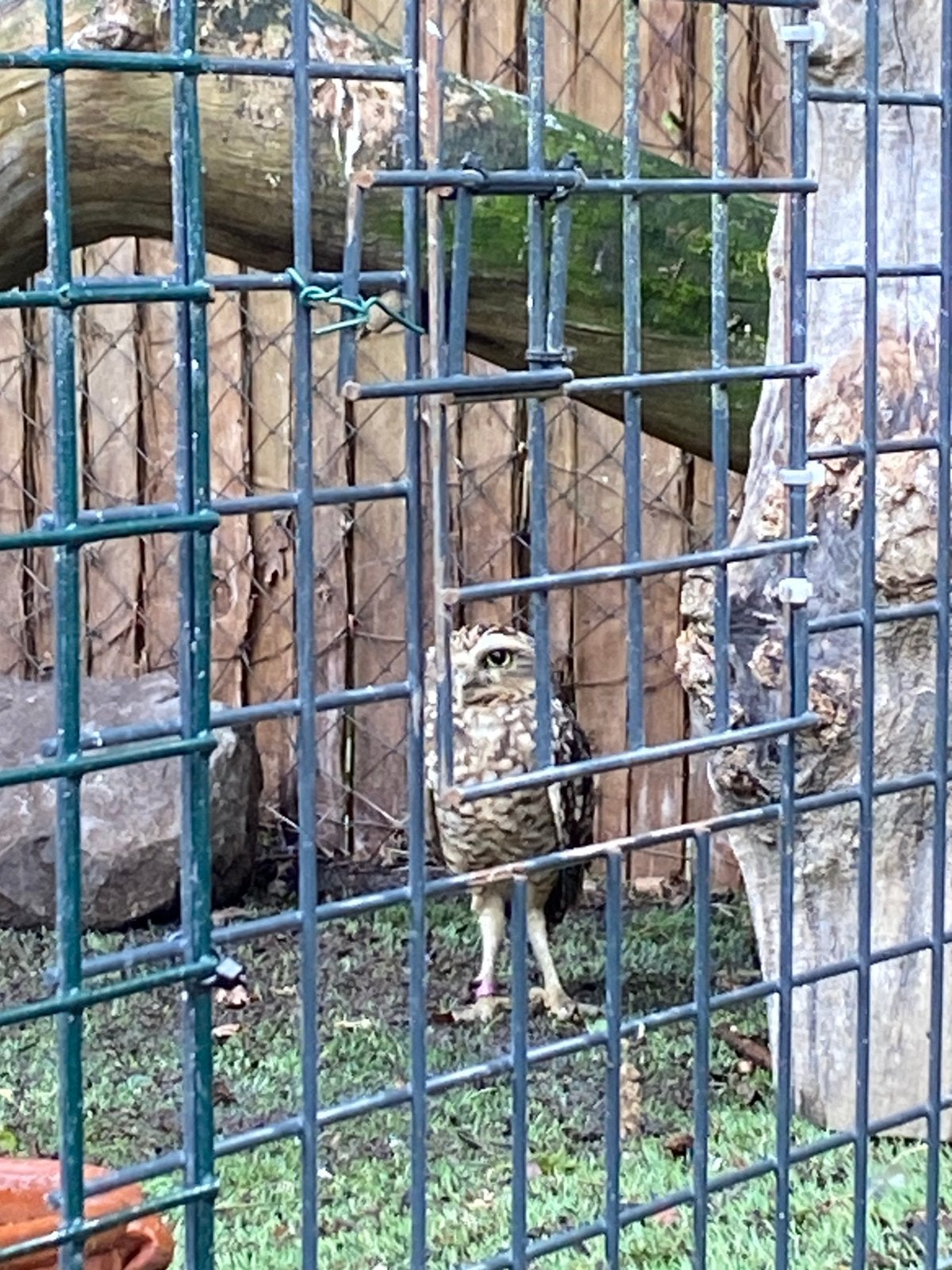 Te ruil konijnsuil/steenuil, Dieren en Toebehoren, Geringd
