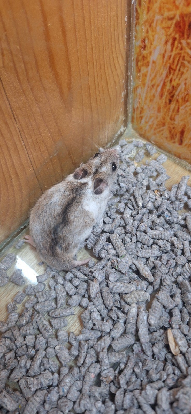 Lieve Chinese hamster man, Dieren en Toebehoren, Knaagdieren, Hamster, Juni, Mannelijk, Tam