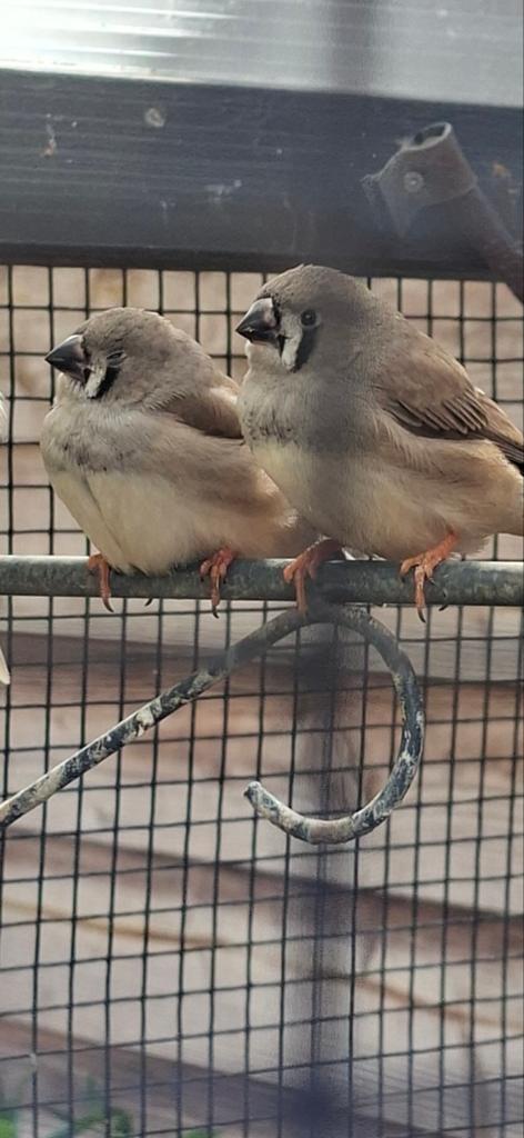 Twee jonge zebravinken uit één nestje., Dieren en Toebehoren, Geslacht onbekend, Tropenvogel, Tam