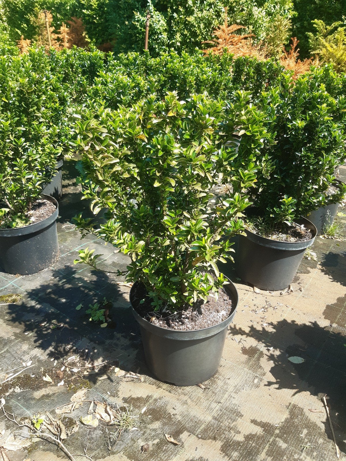 buxus vervanger, Tuin en Terras, Ophalen, Buxus, Minder dan 100 cm