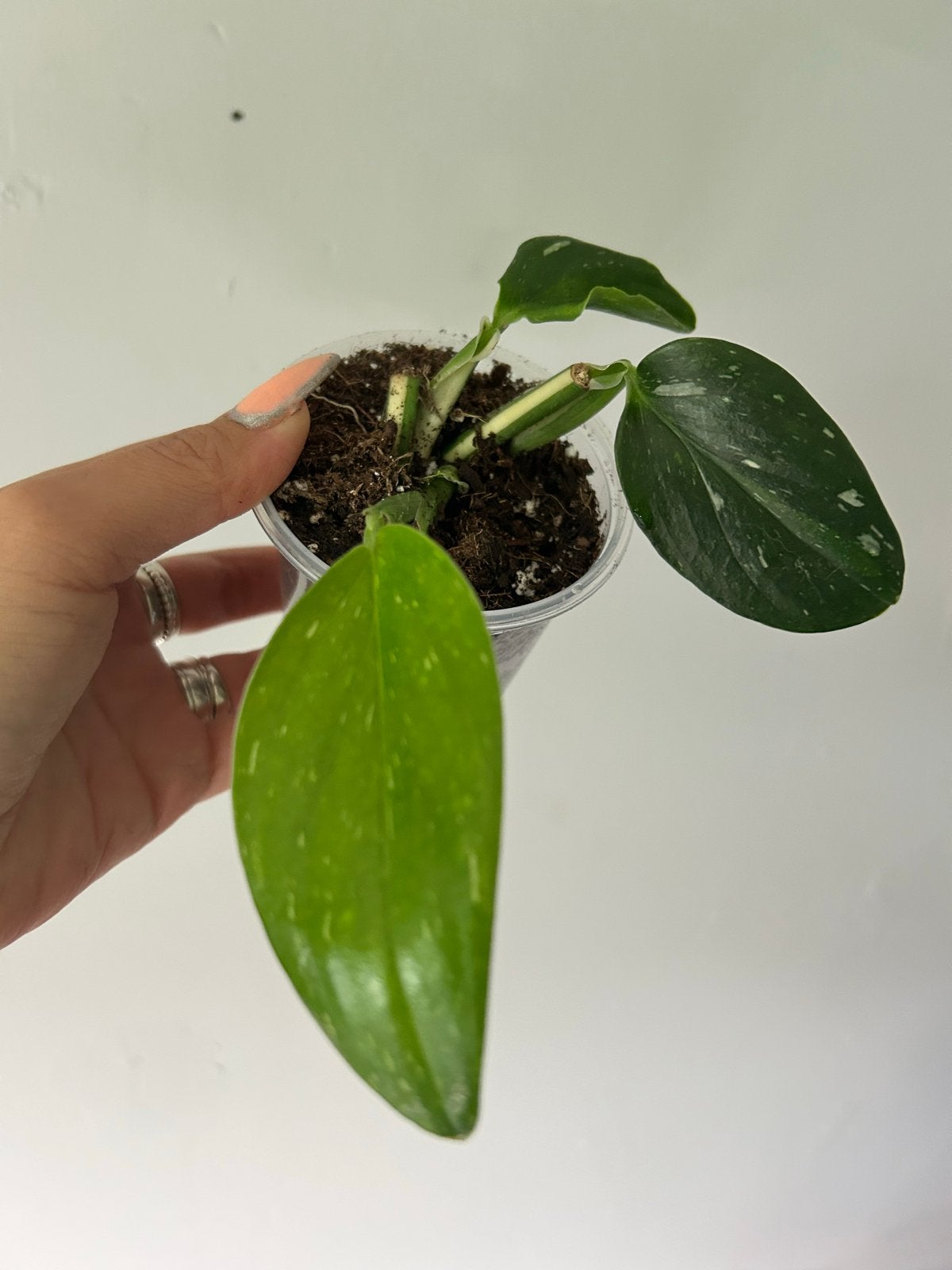 Monstera standleyana variegata - Zeldzame kamerplant, Ophalen of Verzenden, Halfschaduw, Minder dan 100 cm