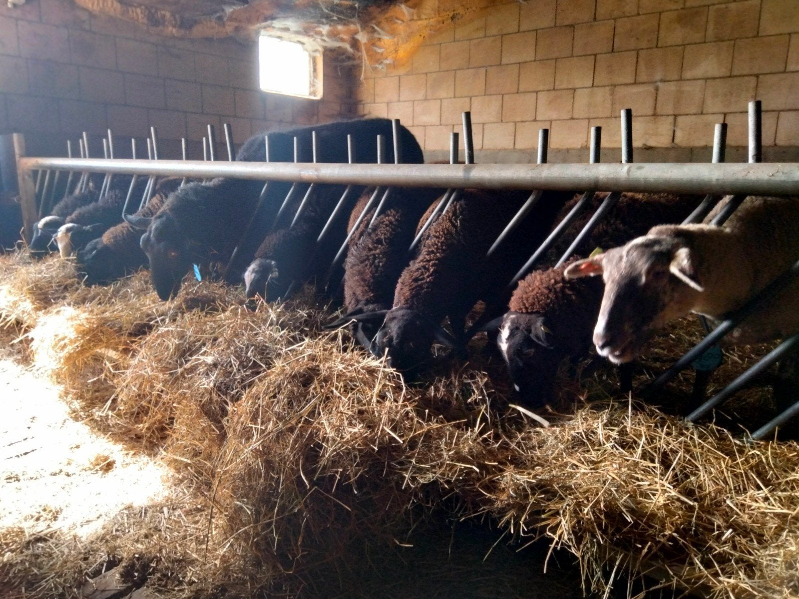 8 lammeren van bonte ram, Meerdere dieren, Schaap
