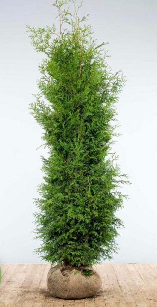 30 coniferen Thuja Brabant 200/225 INCL BEZORGEN, Tuin en Terras, Planten | Bomen, Bloeit niet, Halfschaduw, 100 tot 250 cm, Overige soorten