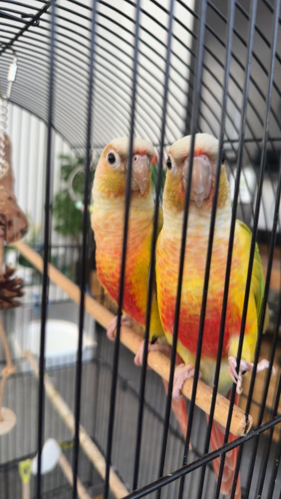 Tamme Pyrrhura koppeltje, Meerdere dieren, Parkiet, Geringd
