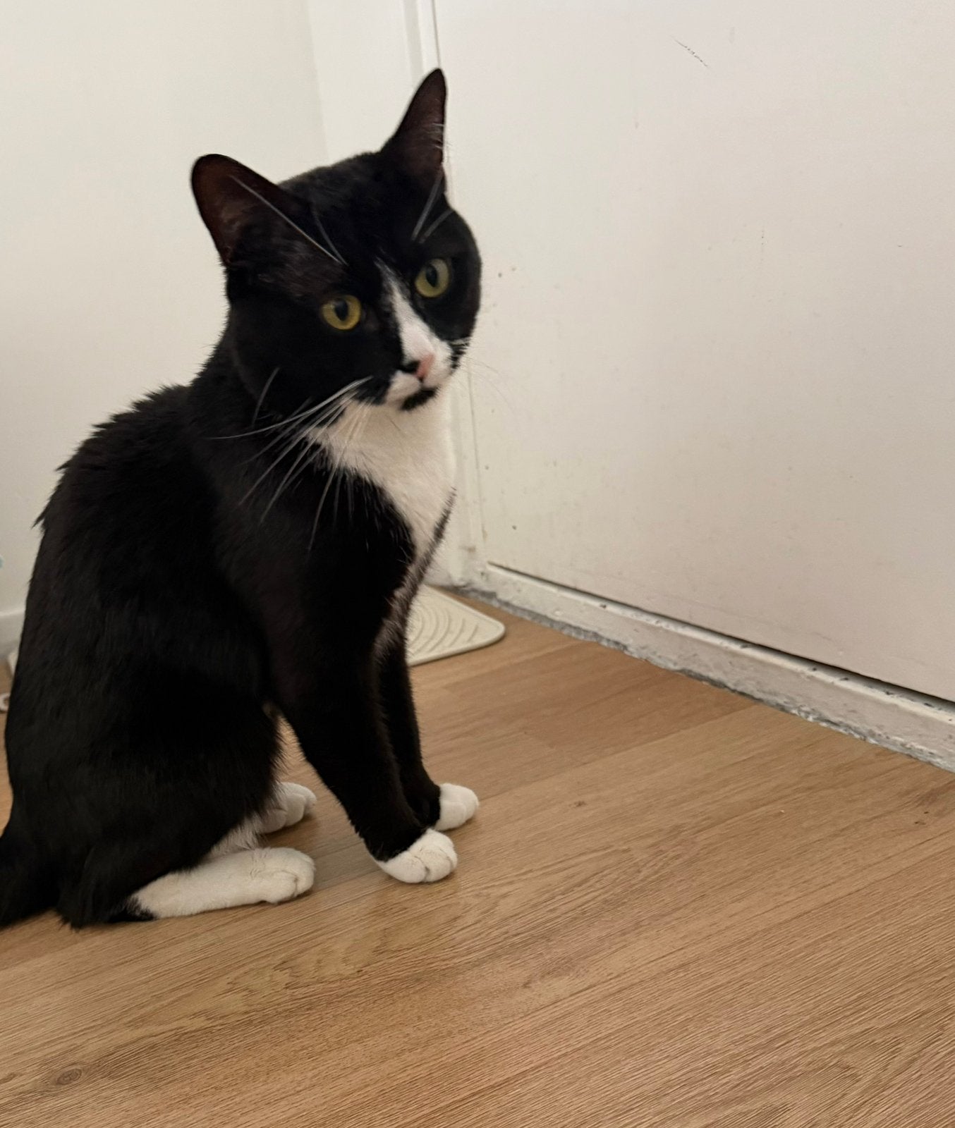 Gratis af te halen: lieve zwart-witte kater, 2 jaar, Kater